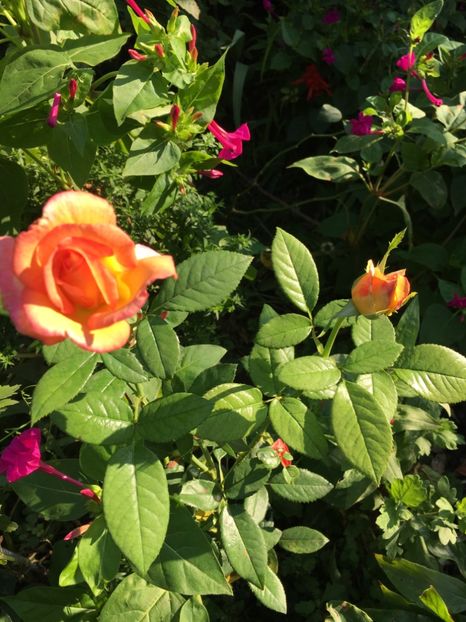 AED62D67-1BD9-43FC-BCB1-6496FEBA0DE2 - Trandafiri 2018 III