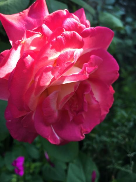 FB3E342B-305B-437D-ACA3-21ABE5324A4B - Trandafiri 2018 III