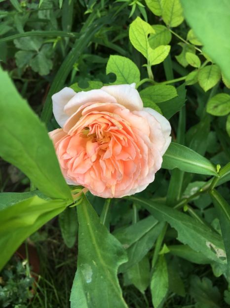 20A935A0-D217-4A32-A3B1-66E36AC2BD35 - Trandafiri 2018 III