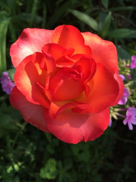 76176526-4CB4-4137-AF22-022DFFBA651C - Trandafiri 2018 III