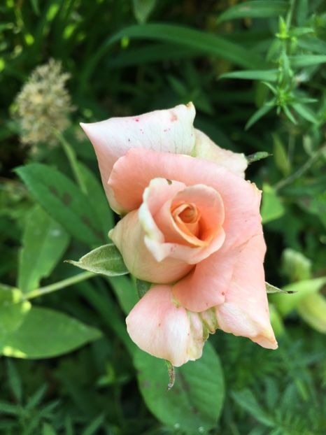 492D941B-CEDE-44E5-BB4F-32D2BC3BC9EF - Trandafiri 2018 III