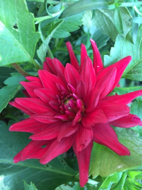 420422F5-8E4D-47DC-BDF9-09606AE975A1 - Dalii 2018