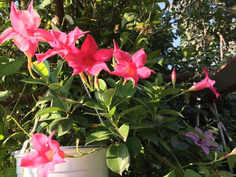 E5C0AEB8-4EFB-4446-BF25-BB70F377554E - Mandeville 2018