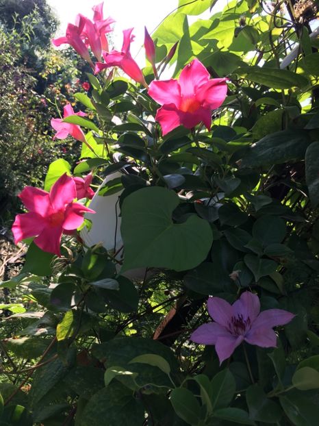 614B2B21-5FC4-4389-BD84-99788D4B4D03 - Mandeville 2018