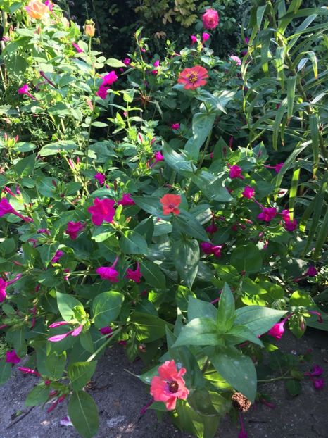 7A0BF58B-D3BB-4224-A686-F81A28EBE1D1 - Flori de vara 2018