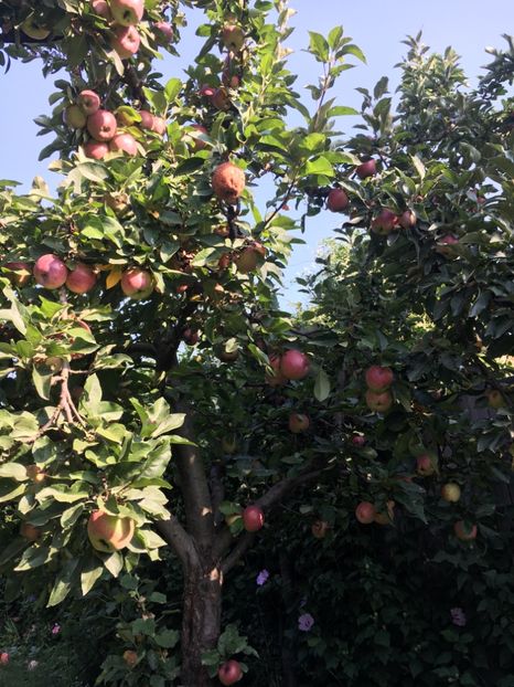 28076824-F855-4B07-8562-4DCF2D3DC99E - Flori de vara 2018