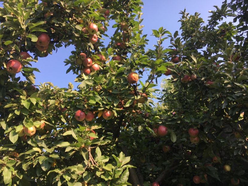 F44E6D2B-C34E-4AB1-899D-D85A49A2BF00 - Flori de vara 2018