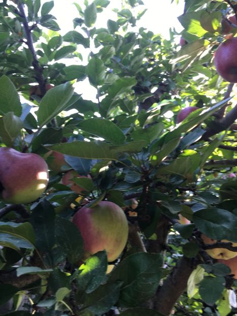 A0C84154-610C-4C4B-AD07-0C8F0EA4A4A4 - Flori de vara 2018