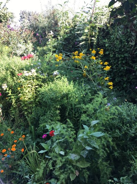 F0257A1D-0F84-4B88-9C27-066F30CAEC21 - Flori de vara 2018