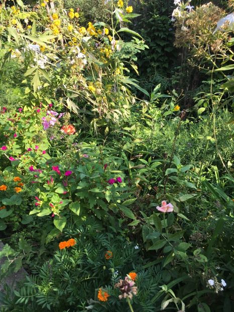 A0E551B9-57D5-491B-8E3A-F57643560EE6 - Flori de vara 2018