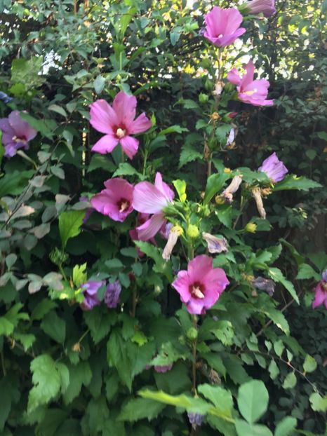 33FB071A-0742-4074-9793-4720C9DA87B2 - Nalba de grădina