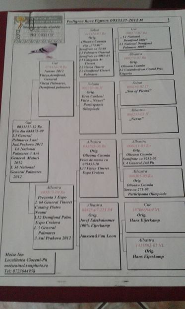 Pedigreu Tatal M-177-14 orig.Moise Ninel PH - M 0679177-14 Loc 109Prov Maraton Berlin 2016