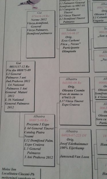 Tatal masc este fiu din Loc3 Gen.Palm 3ani Loc 6 National Palm 3 ani General 2012 Expo Craiova - M 0679177-14 Loc 109Prov Maraton Berlin 2016