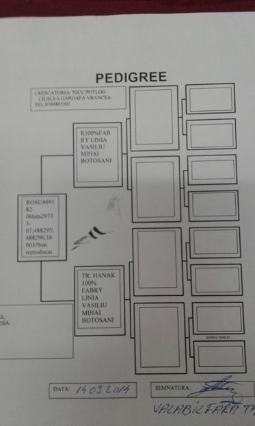  - Femela 790061-12 norma fond tineret 2013-