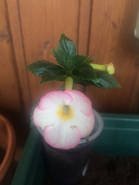 1.09.2018 - Fallen Angel