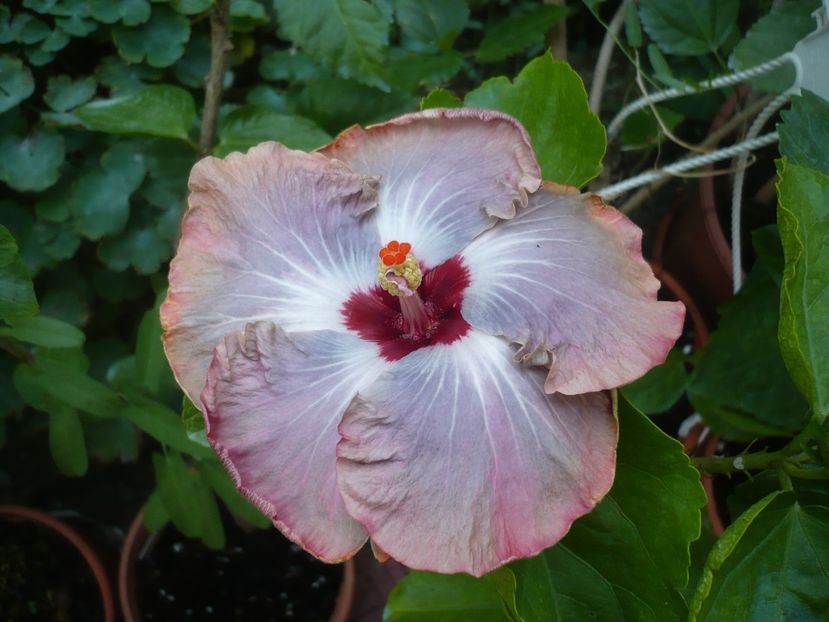 P1390901 - HIBISCUSI 2018-4