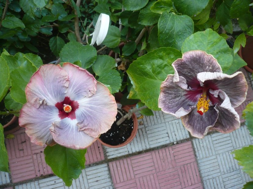 P1390903 - HIBISCUSI 2018-4