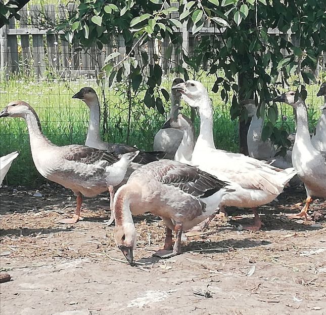  - Boboci de gasca africana 2018