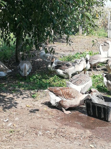  - Boboci de gasca africana 2018