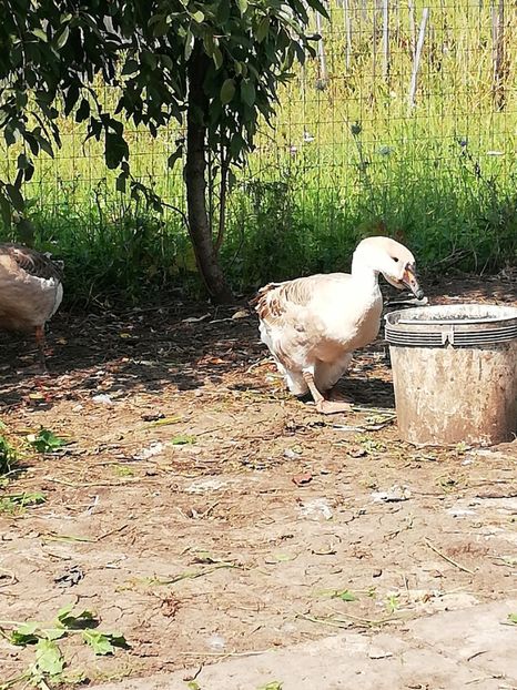  - Boboci de gasca africana 2018