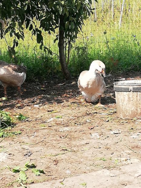  - Boboci de gasca africana 2018