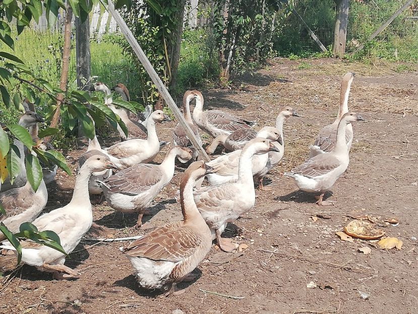  - Boboci de gasca africana 2018