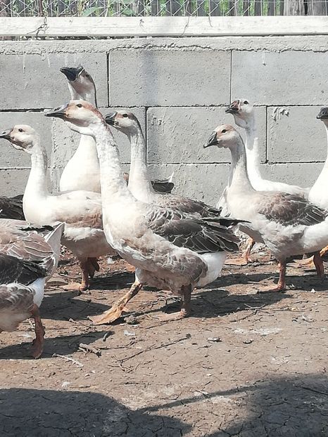  - Boboci de gasca africana 2018