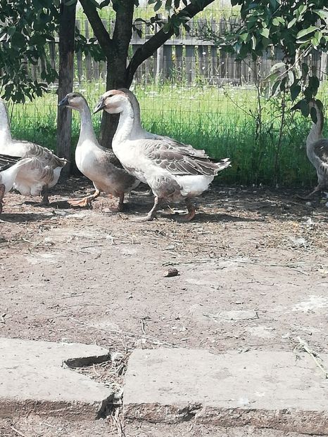  - Boboci de gasca africana 2018