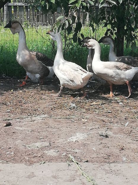  - Boboci de gasca africana 2018