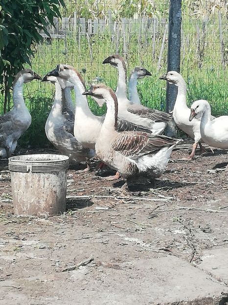  - Boboci de gasca africana 2018