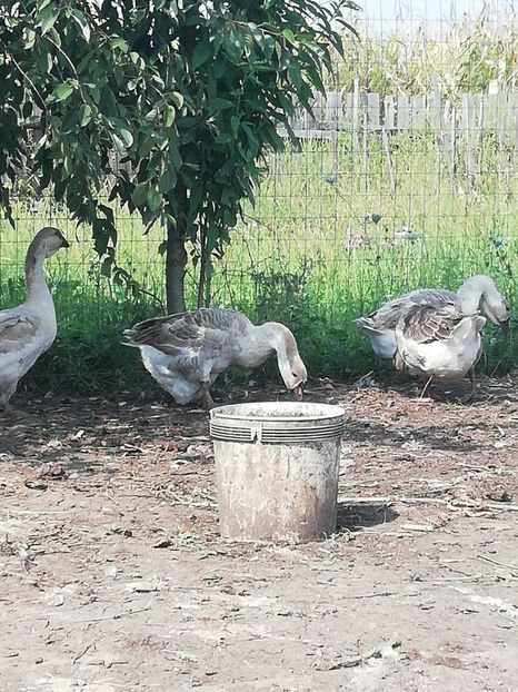  - Boboci de gasca africana 2018