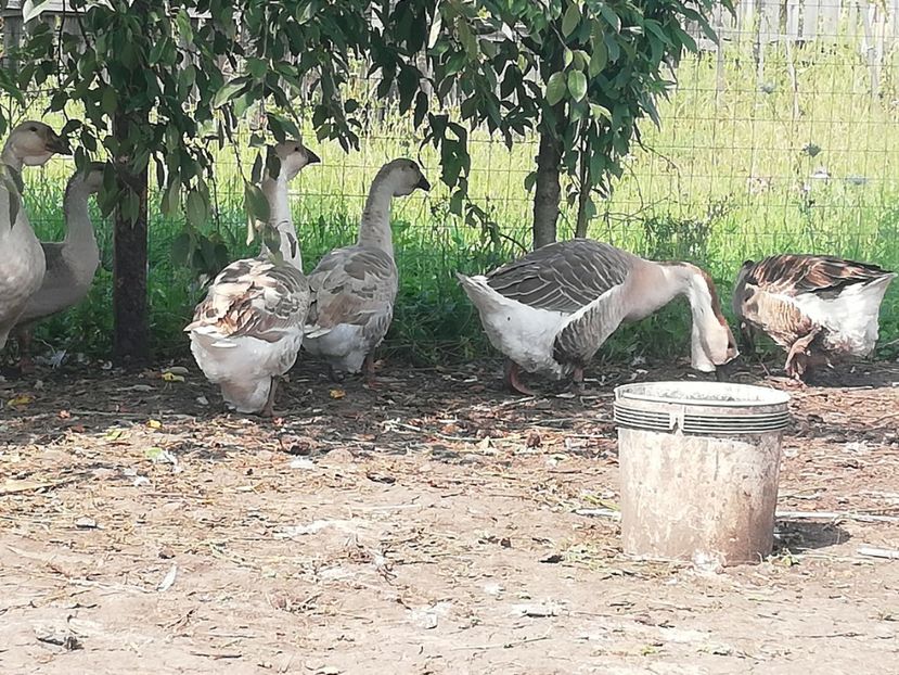  - Boboci de gasca africana 2018