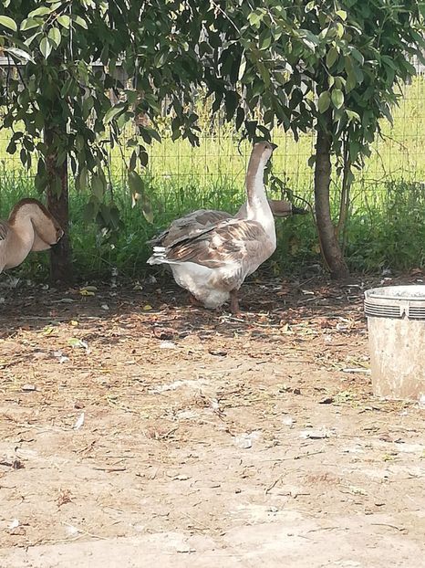  - Boboci de gasca africana 2018