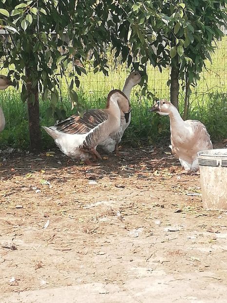  - Boboci de gasca africana 2018