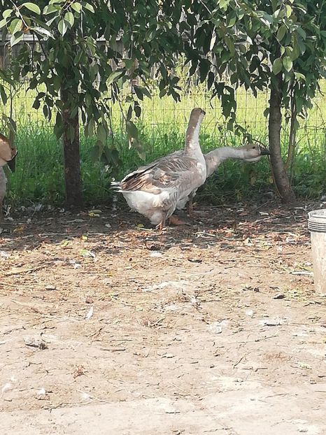  - Boboci de gasca africana 2018