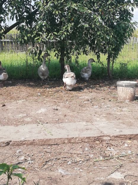  - Boboci de gasca africana 2018