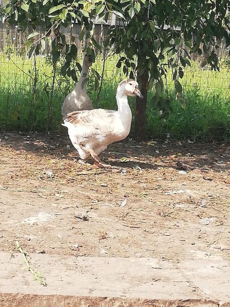  - Boboci de gasca africana 2018