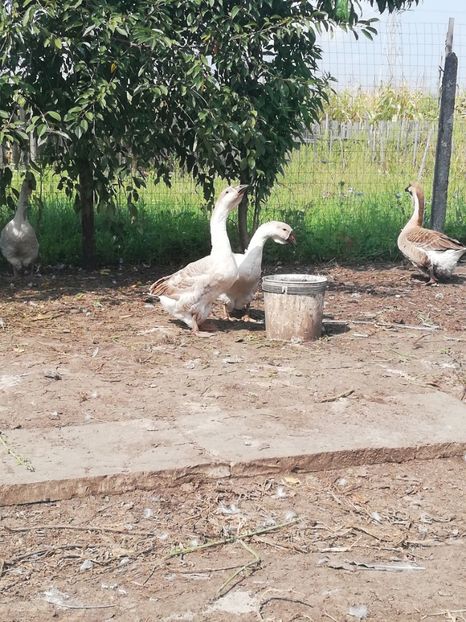  - Boboci de gasca africana 2018