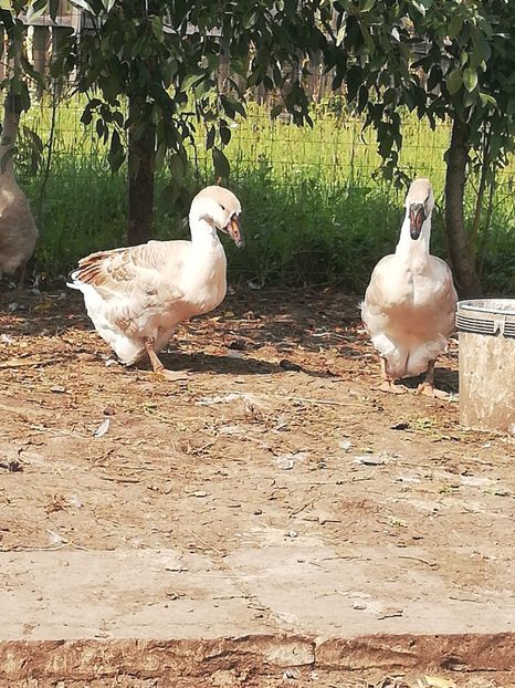  - Boboci de gasca africana 2018