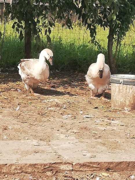  - Boboci de gasca africana 2018