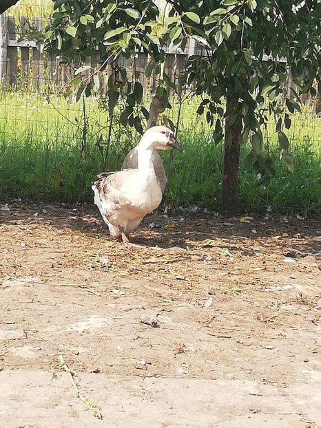  - Boboci de gasca africana 2018