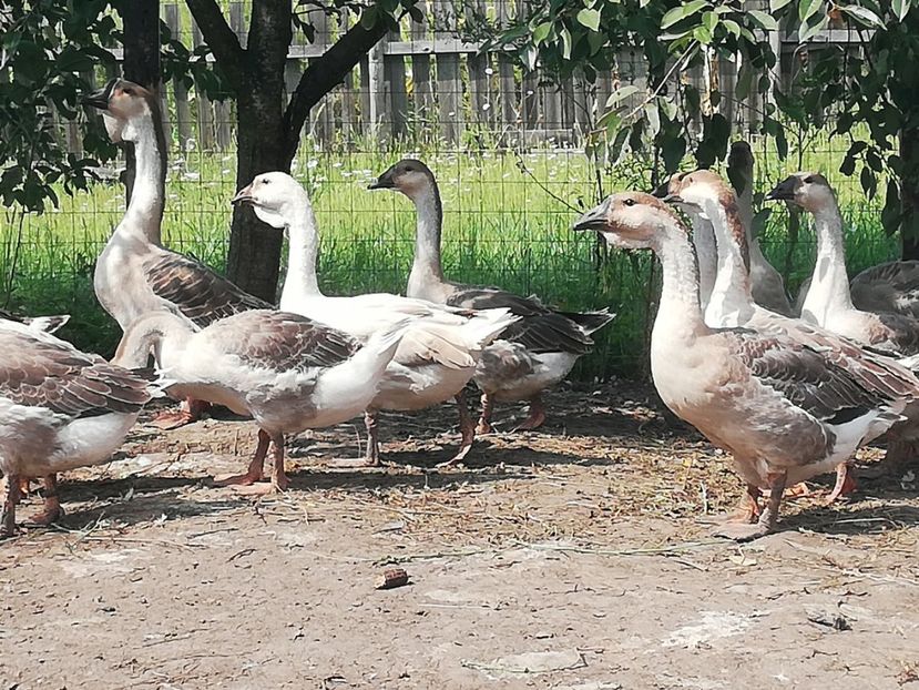  - Boboci de gasca africana 2018