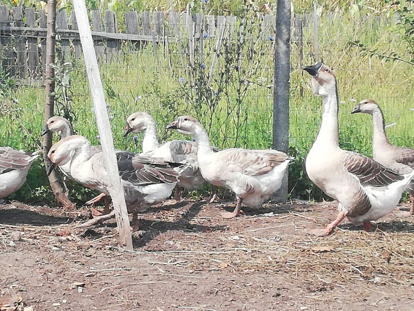  - Boboci de gasca africana 2018