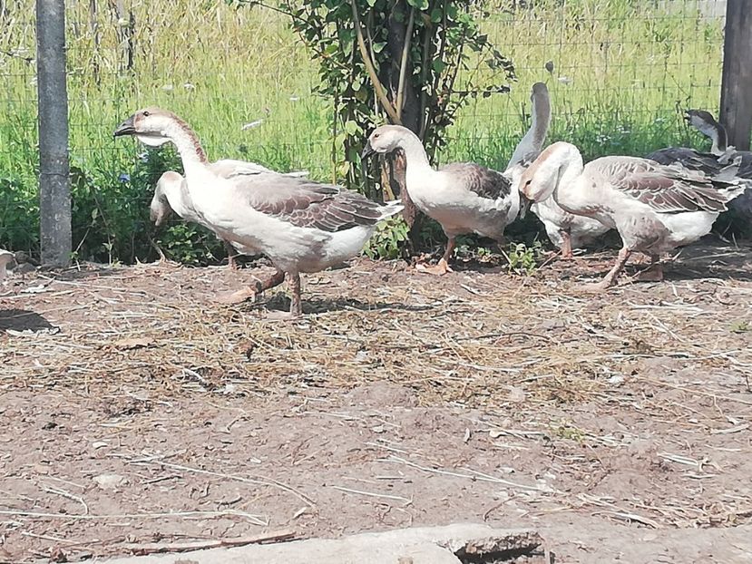  - Boboci de gasca africana 2018