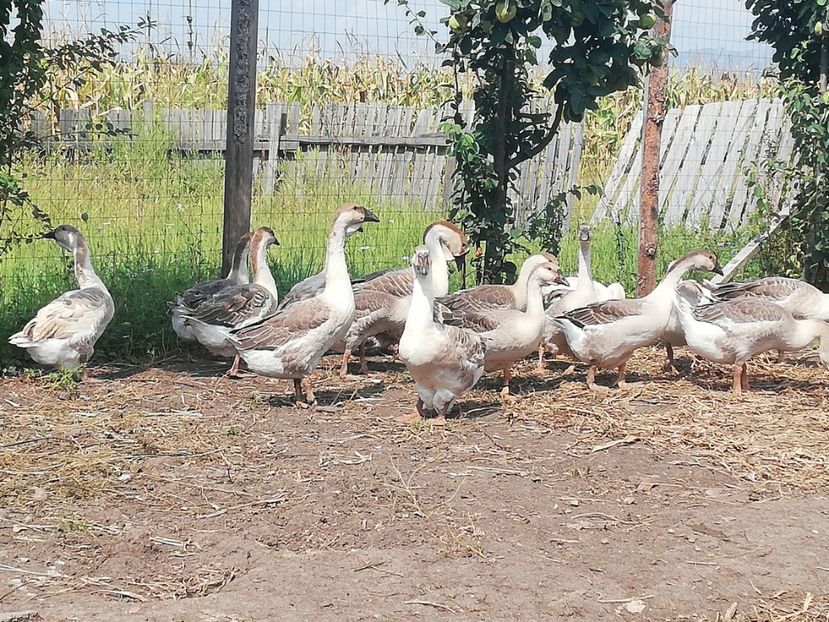  - Boboci de gasca africana 2018