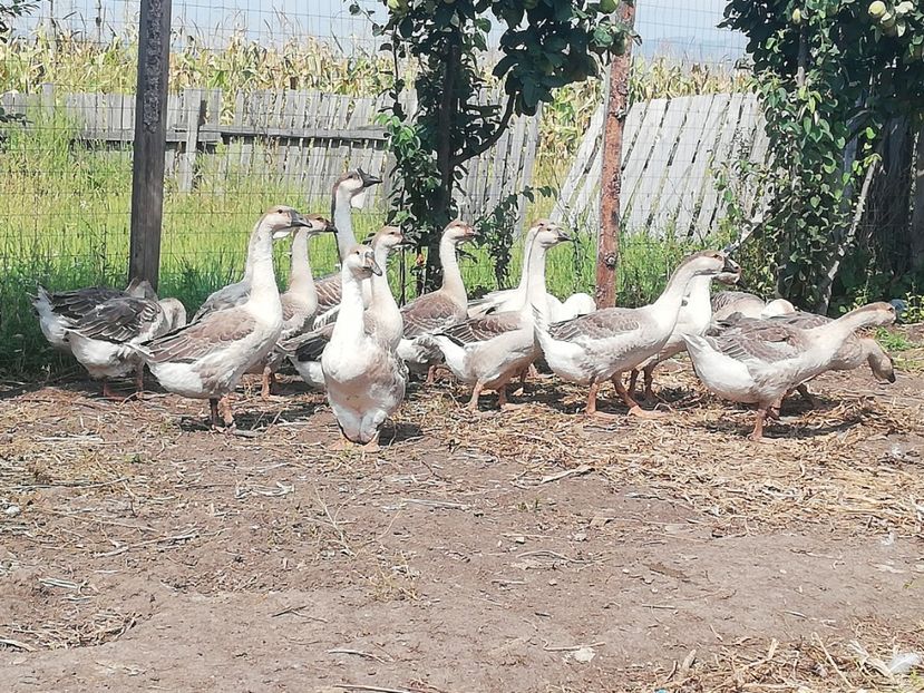  - Boboci de gasca africana 2018