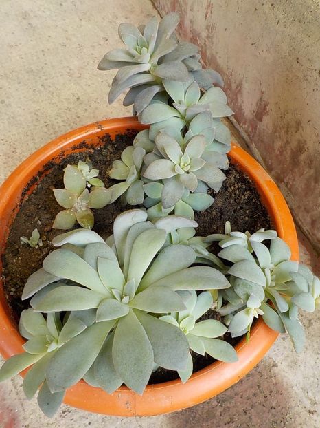  - Genul Graptopetalum