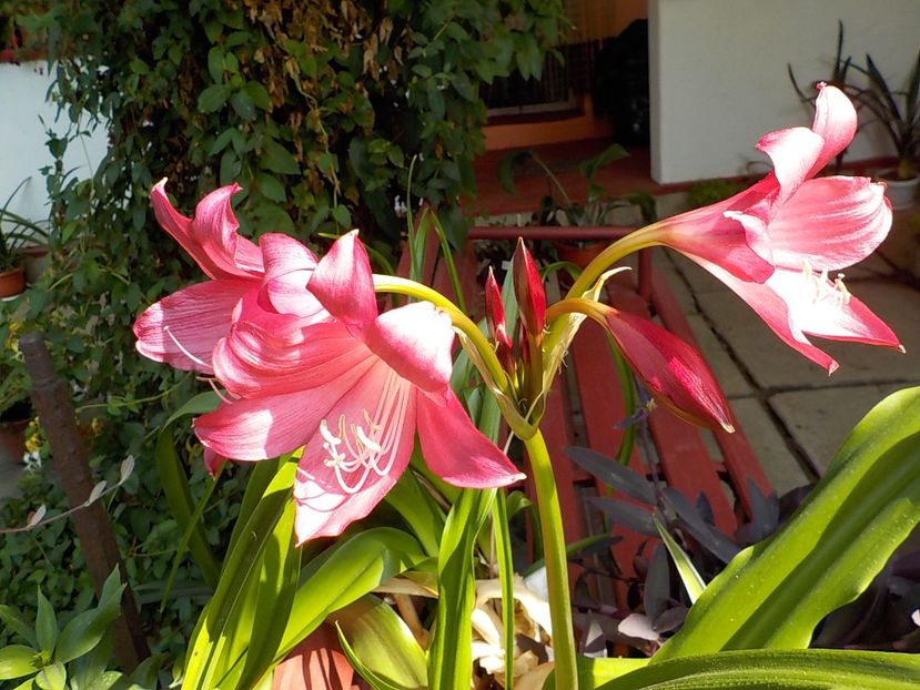  - crinum powelii bosanquet