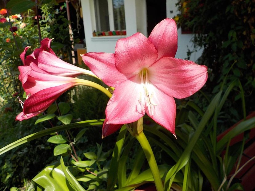  - crinum powelii bosanquet