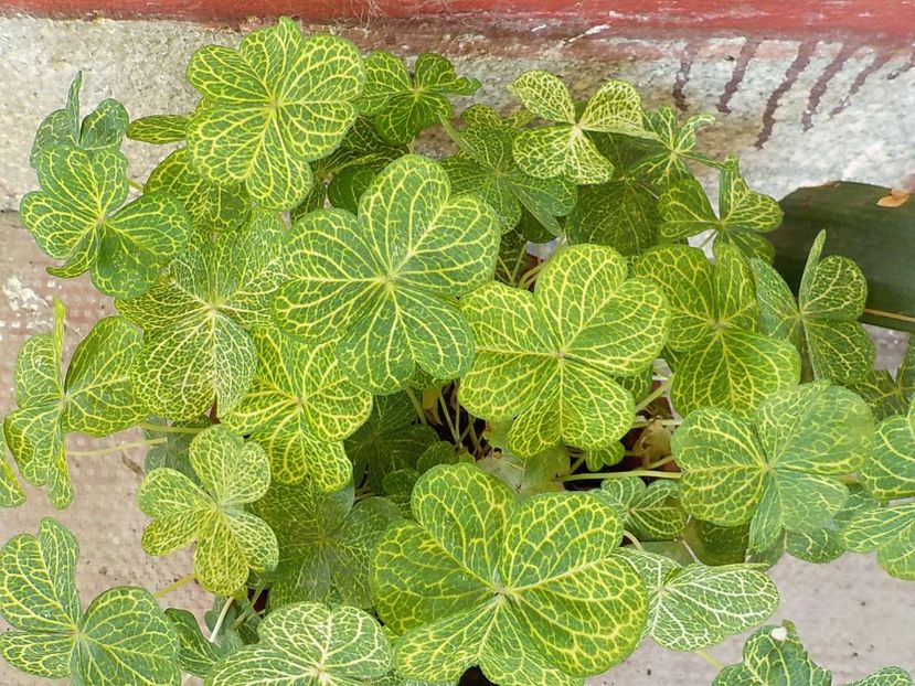  - oxalis